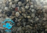 ŻWIR AKWARYSTYCZNY WIELOBARWNY "5" - żwir kwarcowy 5-10mm  