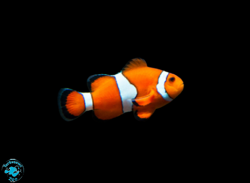 AMPHIPRION OCELLARIS (S/M)