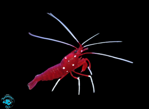 LYSMATA DEBELIUS (M) Krewetka szkarłatna
