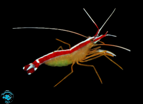 LYSMATA AMBOINENSIS (S)