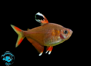 RYBA BYSTRZYK ORNATUS WHITE FIN