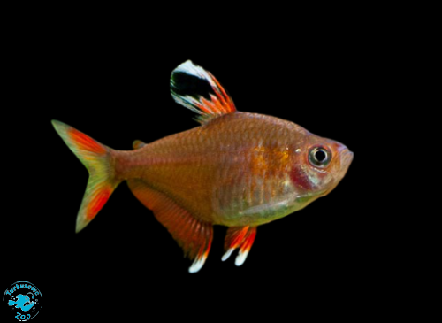 RYBA BYSTRZYK ORNATUS WHITE FIN