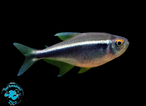 RYBA NEON CZARNY