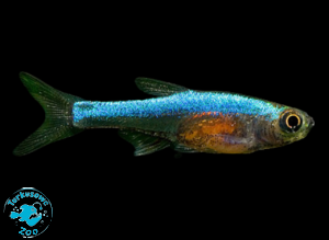RYBA RAZBORA AXELRODI BLUE
