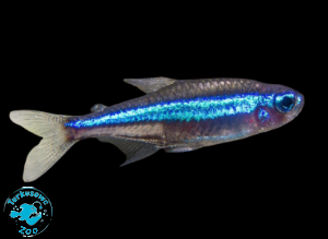 RYBA NEON SIMULANS