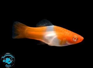 RYBA MIECZYK KOI