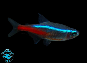 RYBA NEON INNESA