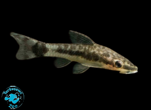 RYBA OTOCINCLUS AFFINIS - Otosek Przyujściowy
