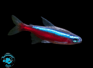 RYBA NEON CZERWONY