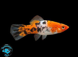 RYBA MIECZYK TRICOLOR