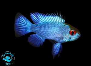RYBA PIELĘGNICZKA RAMIREZA ELECTRIC BLUE