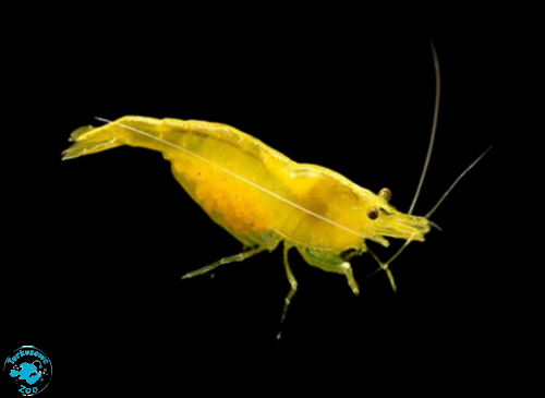 KREWETKA YELLOW (NEOCARIDINA)