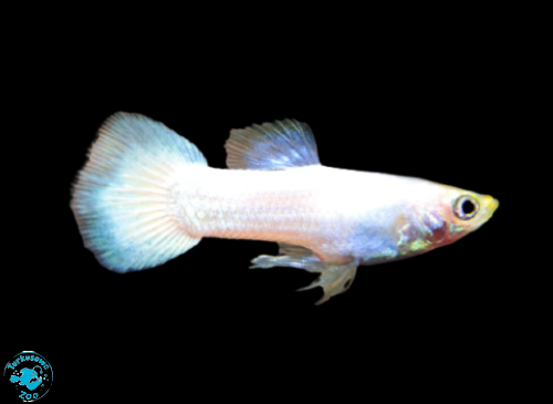 RYBA GUPIK SNOW WHITE