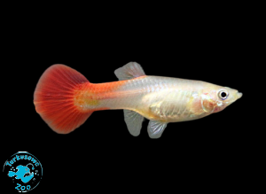 RYBA GUPIK RED BLONDE - SAMICA