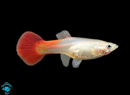 RYBA GUPIK RED BLOND - SAMICA