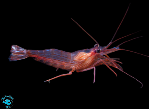 LYSMATA WURDEMANNI (M) Krewetka na aiptasie