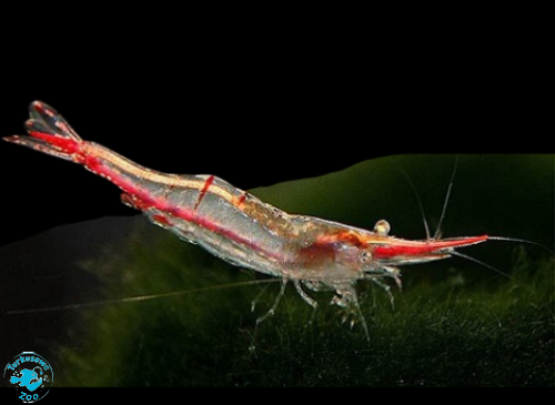 KREWETKA PINOKIO RED NOSE (CARIDINA GRACILIROSTRIS)