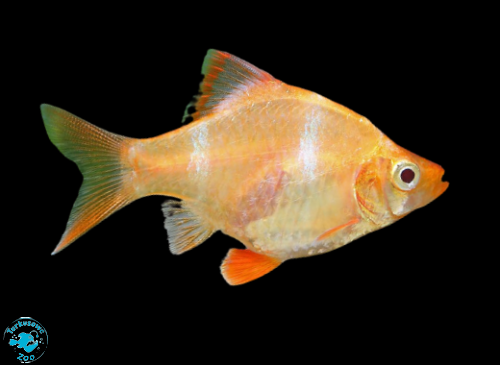 RYBA BRZANKA SUMATRZAŃSKA ALBINOS