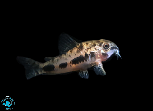 RYBA KIRYS HABROSUS - KIRYSEK MALUTKI