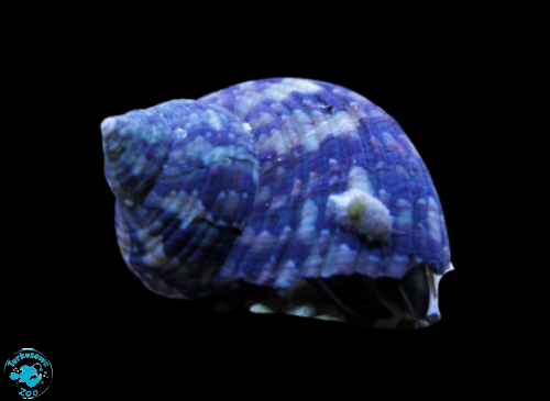 TURBO BRUNNEUS (S)