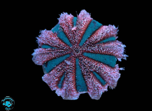 MESPILIA GLOBULUS (M) Jeżowiec