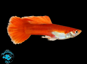 RYBA GUPIK RED BLONDE