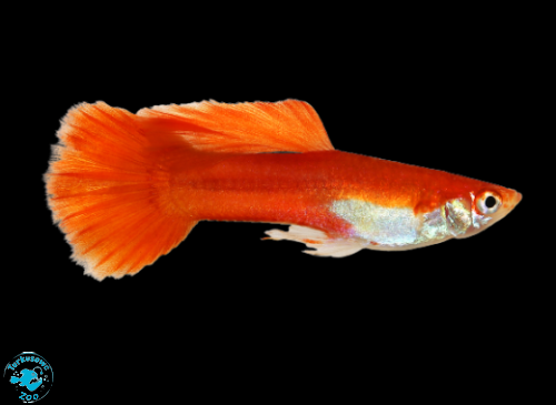 GUPIK RED BLONDE