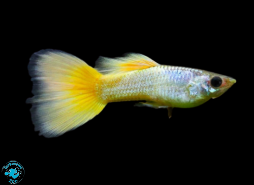 GUPIK YELLOW GERMAN