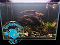 Korzeń Drift Wood - Szybko tonący 1kg