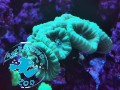 Caulastrea furcata mint