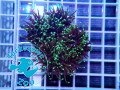 Euphyllia glabrescens Grim Reaper - 2 głowy