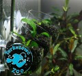 Deep Aqua Szklana Doniczka dla Roślin Akwariowych