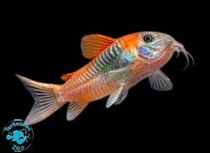 RYBA KIRYS VENEZUELA ORANGE