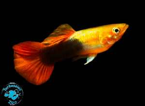 RYBA GUPIK GOLDEN TUXEDO