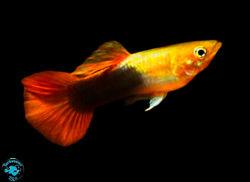 GUPIK GOLDEN TUXEDO