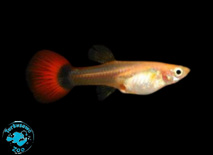 RYBA GUPIK GOLDEN TUXEDO - SAMICA 