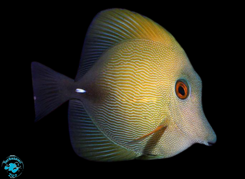 ZEBRASOMA SCOPAS (M/L)