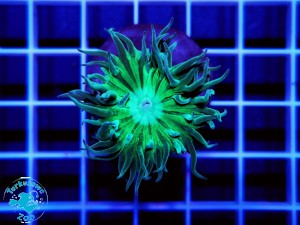 Duncanopsammia axifuga - 1 głowa