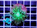 Duncanopsammia axifuga