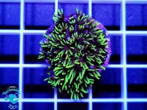 Briareum ultra fluo