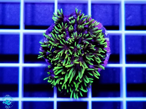 Briareum ultra fluo