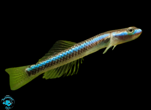 BABKA KOBALTOWA BLUE - stiphodon semoni