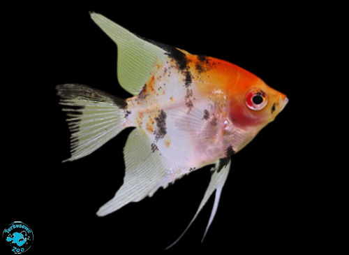 SKALAR KOI