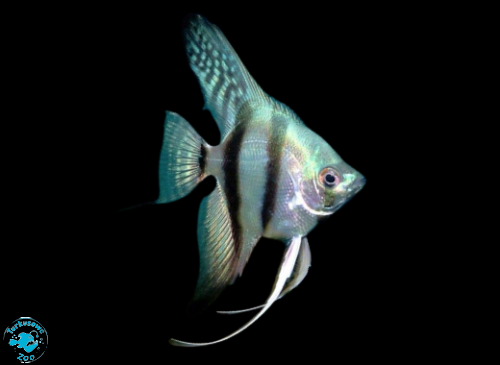 SKALAR PHILIPPINE BLUE