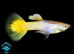 RYBA GUPIK GOLDEN 