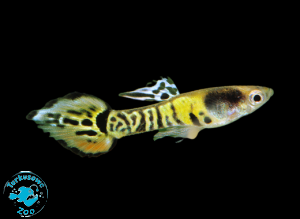 RYBA GUPIK ENDLER BENGAL TIGER