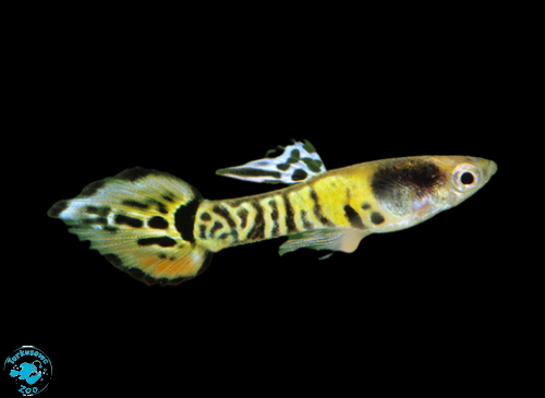 RYBA GUPIK ENDLER BENGAL TIGER