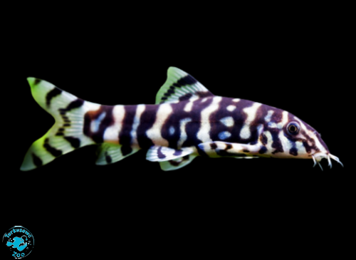 RYBA BOCJA LOHACHATA / SIATKOWANA