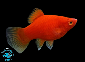RYBA PLATKA RED CORAL- ZMIENNIAK PLAMISTY