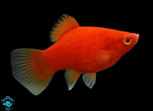 RYBA PLATKA RED - ZMIENNIAK PLAMISTY